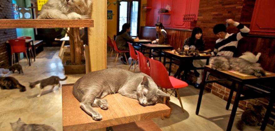 Le Café des Chats (cats bar)